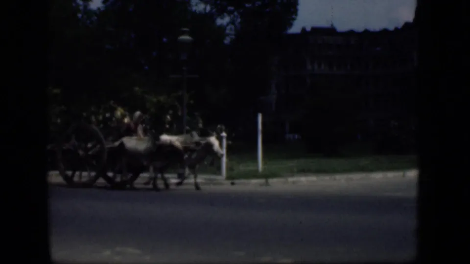 1946 Bombay street view with oxen pulling a wooden cart past trees, a streetlamp, and a large building in shadow.
