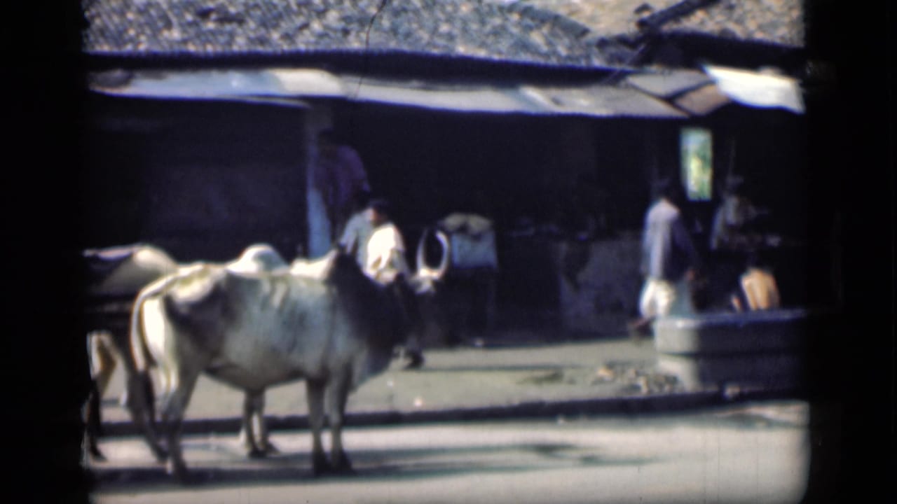A pair of white oxen stand in the street as people pass a shopfront.