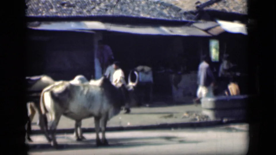 White oxen occupy the foreground of a 1946 Bombay street scene with pedestrians and a shaded shop behind them.