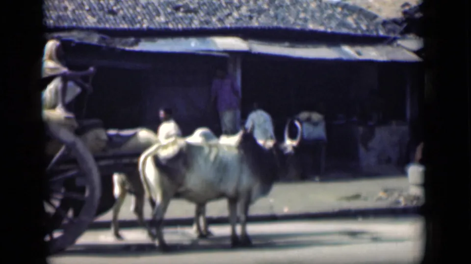 A wooden cart begins to enter beside white oxen on a sunlit 1946 Bombay street, with people near the storefront.