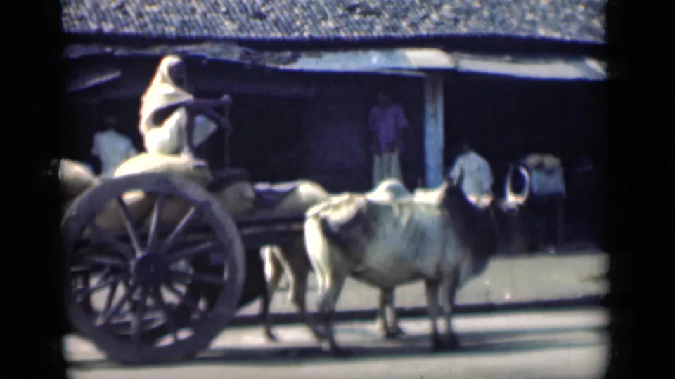 Wooden cart, large wheel, and white oxen pass through a 1946 Bombay street scene with pedestrians behind them.