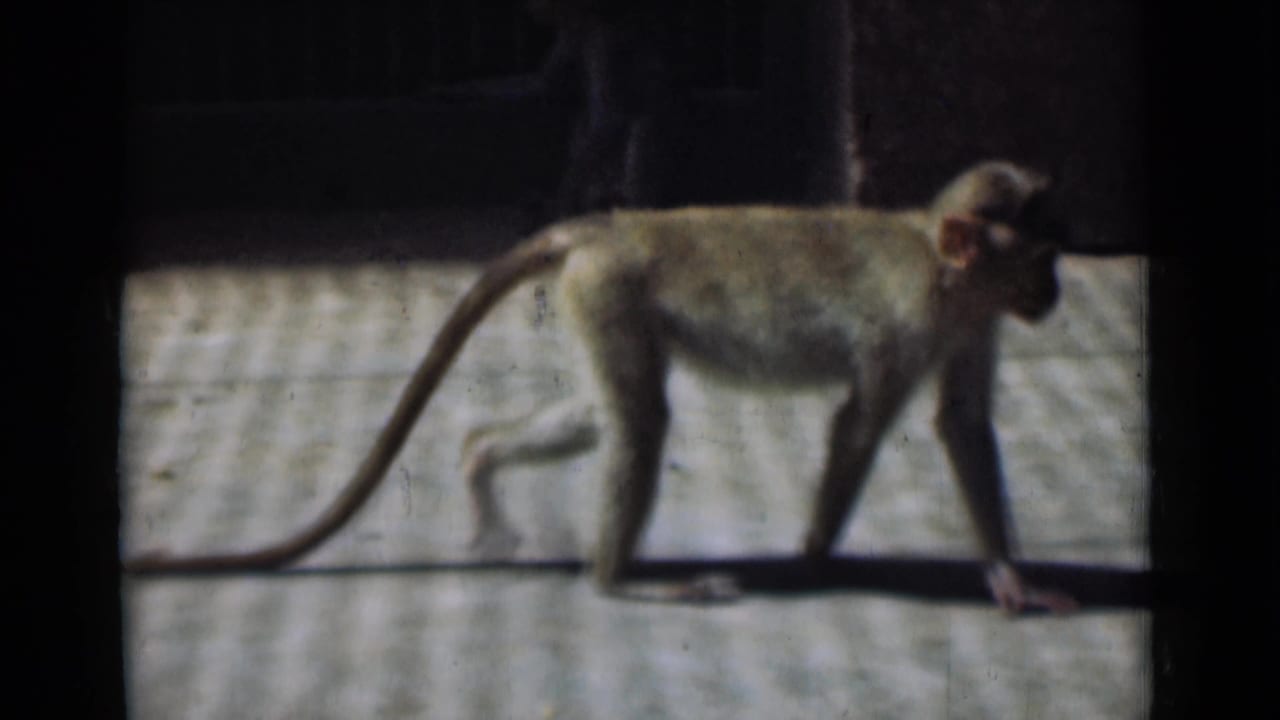 In 1946 Calcutta home-movie footage, a monkey walks left to right across a concrete zoo-like enclosure.