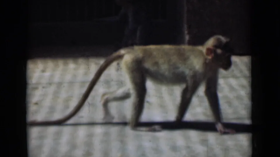 In 1946 Calcutta home-movie footage, a monkey walks left to right across a concrete zoo-like enclosure.