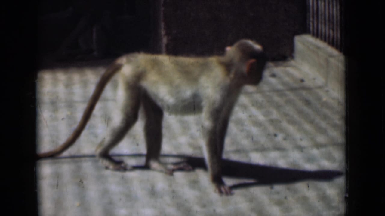 Monkey standing near a wall and railing inside a concrete enclosure.