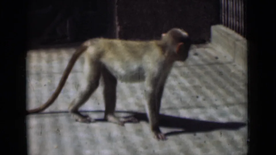The monkey pauses near the edge of a concrete enclosure, with railings and deep shadows visible in the frame.
