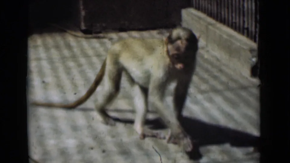 A monkey faces partly toward the camera on the concrete floor, framed by dark 8mm borders and enclosure shadows.