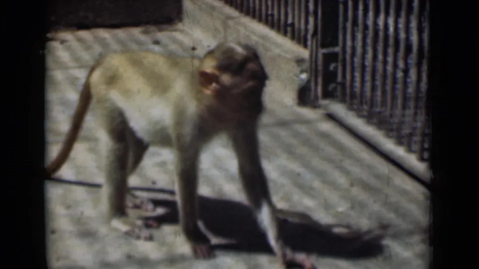 The monkey stands close to metal railings in the Calcutta enclosure, with its tail extended behind it on the concrete.