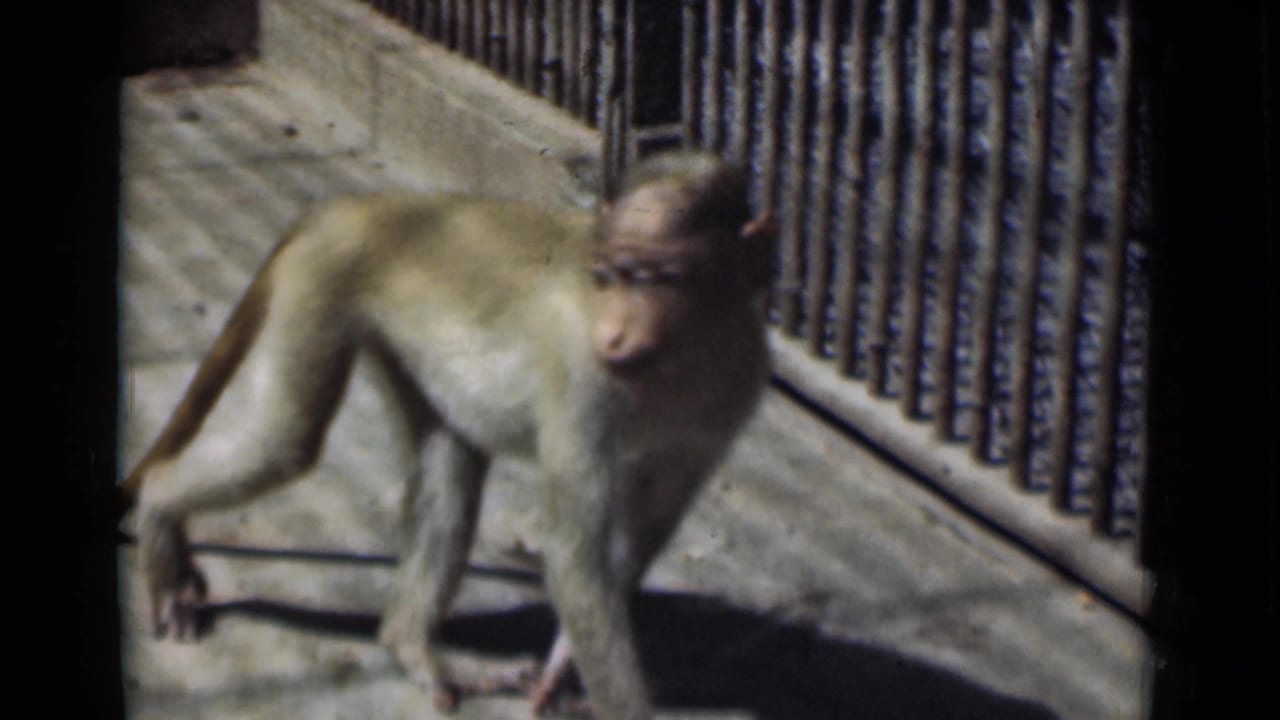 Monkey walking beside a metal fence on a concrete path.