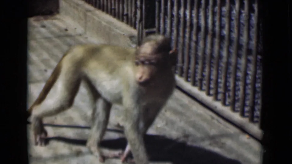 A monkey walks along a concrete enclosure path beside metal railings in 1946 Calcutta home-movie footage.