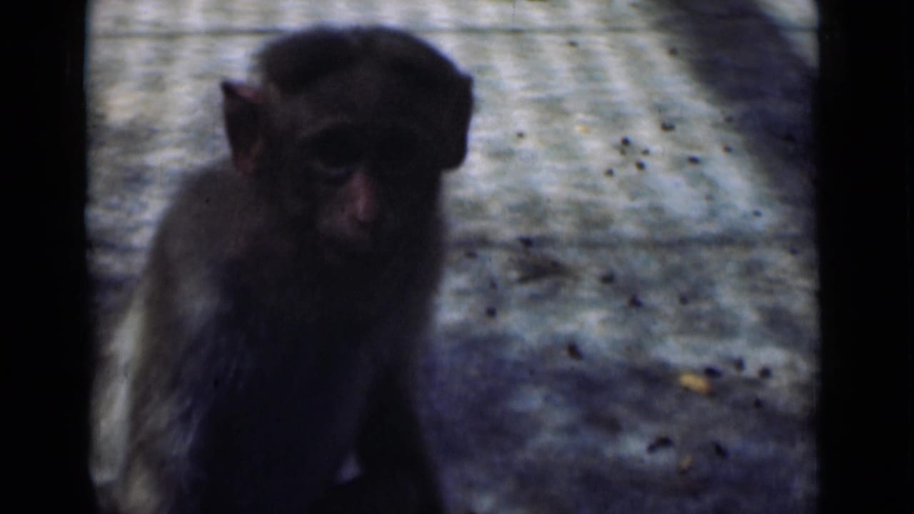 Monkey facing the camera on a paved enclosure surface.
