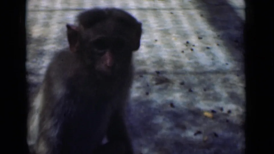 A monkey faces the handheld camera on a paved enclosure floor in the Calcutta 8mm footage.