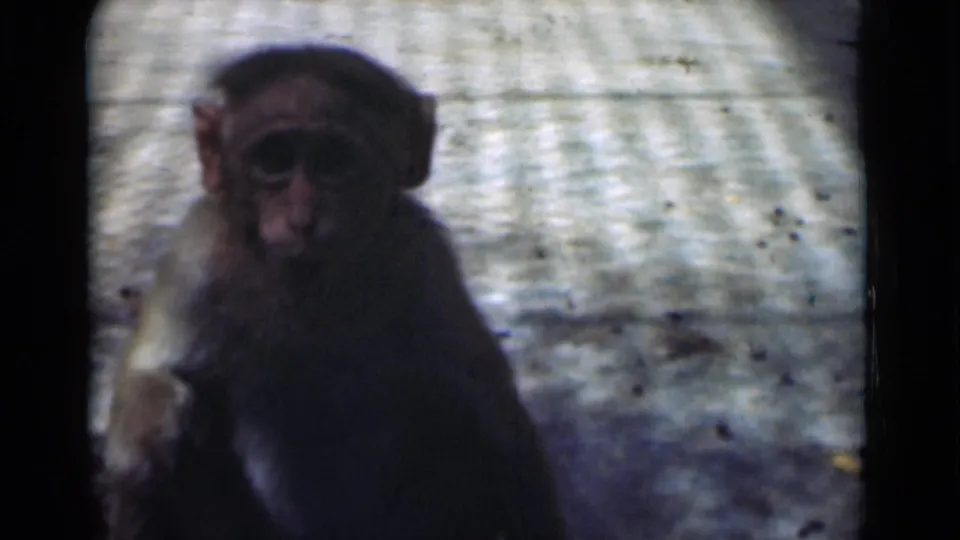 The monkey appears closer to the lens, partly shadowed, on the concrete enclosure surface.