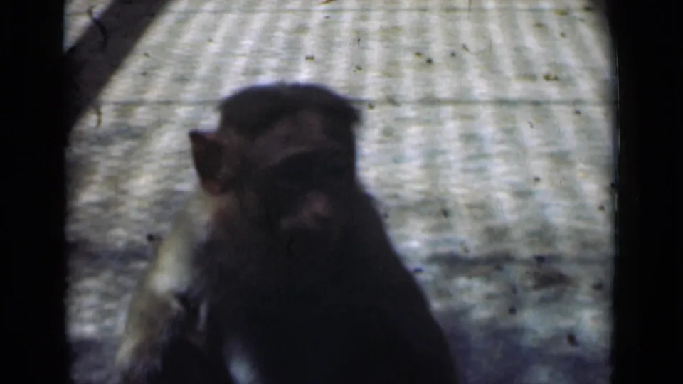 The monkey crouches or sits on the paved enclosure floor, partly in shadow, in the 1946 Calcutta footage.