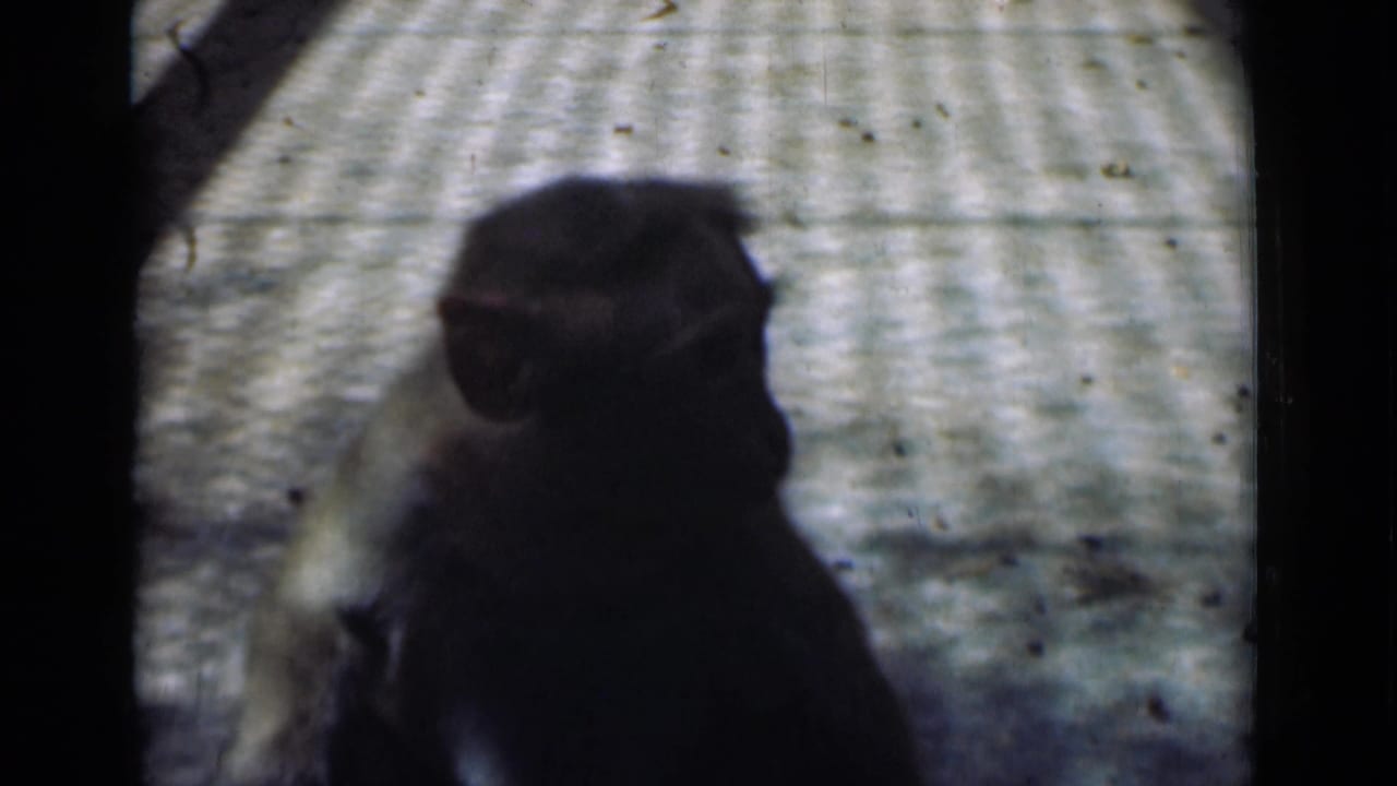 1946 Calcutta zoo footage showing a small monkey seated in soft focus on a pale textured enclosure floor.