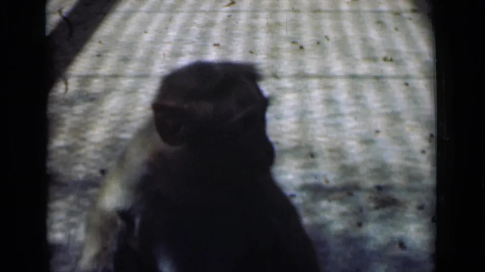 1946 Calcutta zoo footage showing a small monkey seated in soft focus on a pale textured enclosure floor.