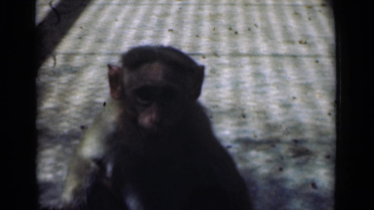 Small monkey facing forward on a pale enclosure floor.