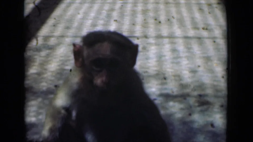 A small monkey faces the camera in the 1946 Calcutta zoo clip, with soft focus and dark 8mm frame edges.
