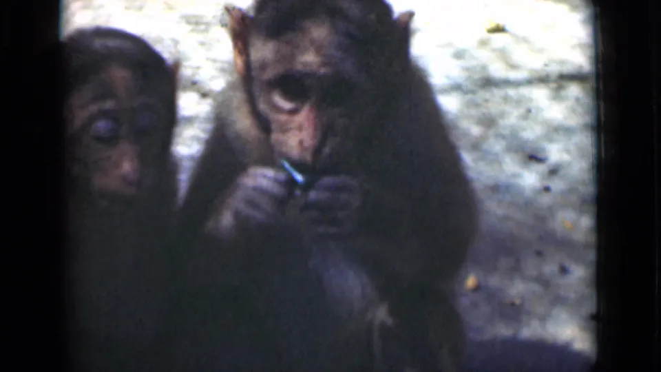 Two small monkeys sit together in the Calcutta zoo footage as one holds and chews a small object.