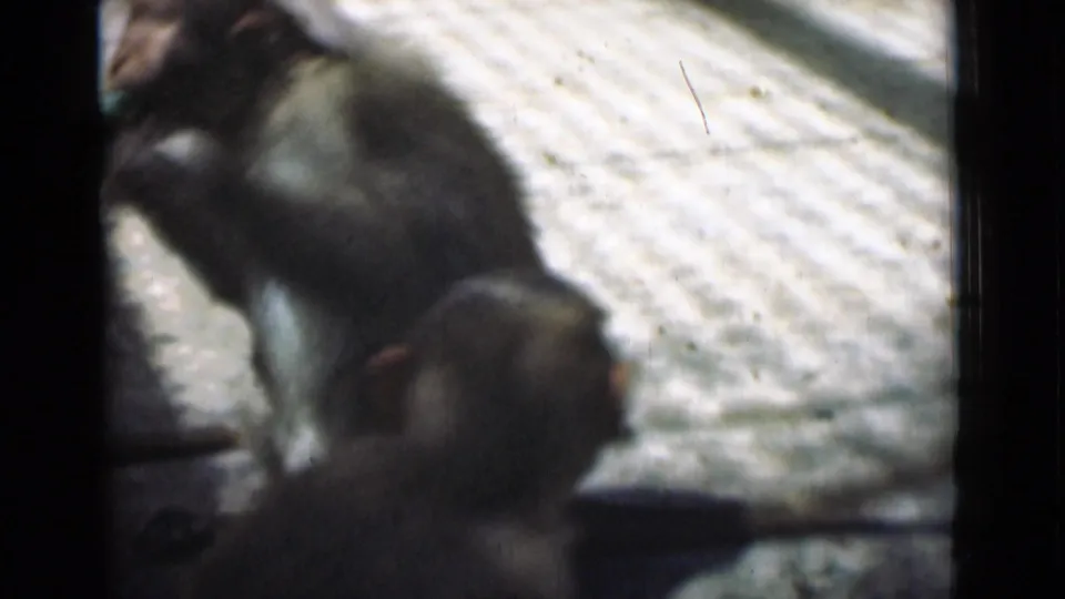 Two small monkeys overlap in the frame on a textured floor, seen through faded 8mm home-movie color.