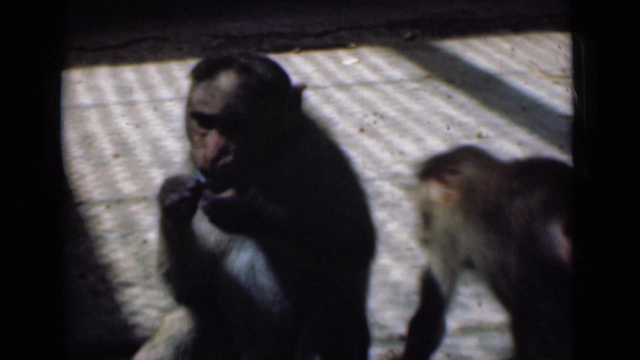 Two monkeys on a sunlit textured floor, one seated and eating while another moves beside it.