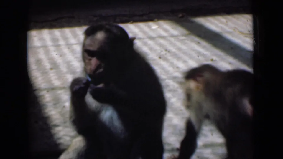 In 1946 Calcutta home-movie footage, one monkey sits in shadow eating as another monkey passes nearby on a bright textured surface.