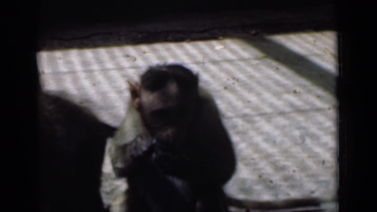 A monkey holds food near its mouth while another monkey is partly visible at the edge.