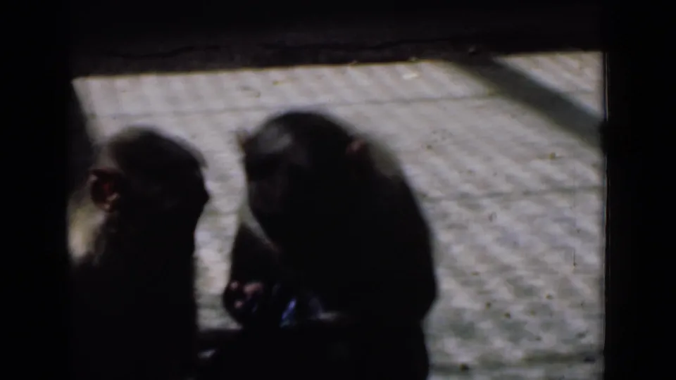Two monkeys appear in a darker 1946 Calcutta frame, one looking left while the other bends toward the ground or its hands.