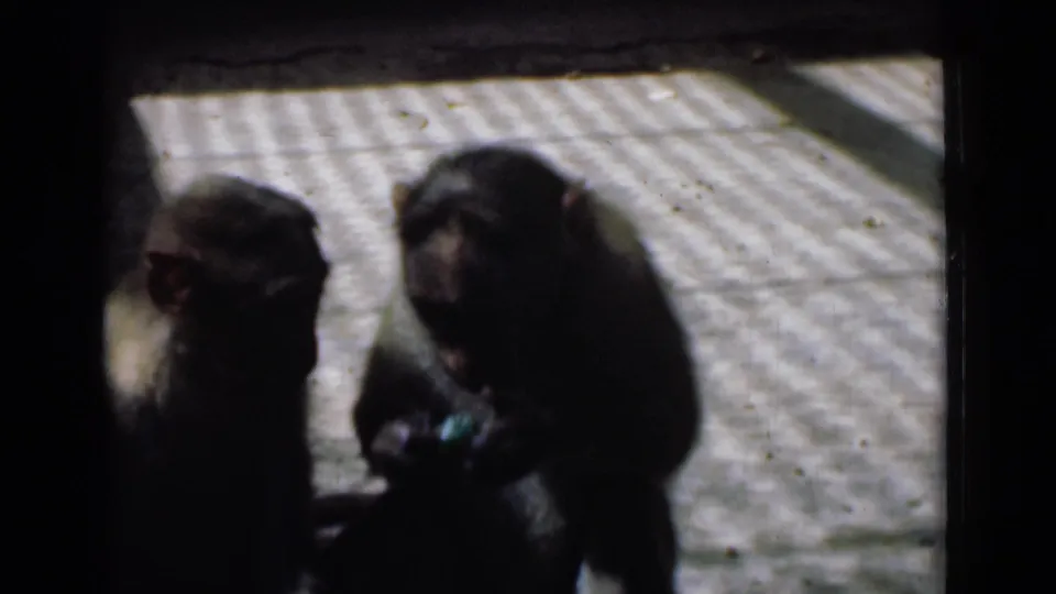The 1946 Calcutta home movie shows two monkeys close together, one seated in profile and another leaning down on the bright textured floor.
