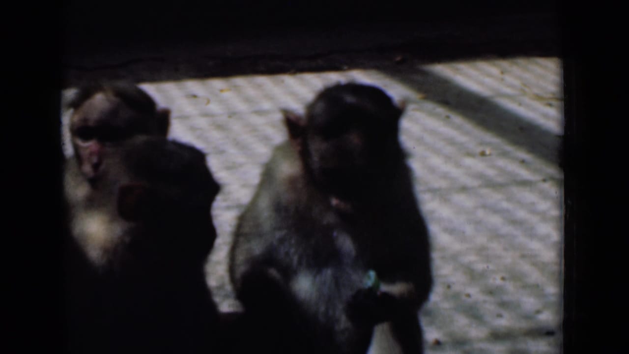 In 1946 Calcutta home-movie footage, two monkeys sit close together on sunlit patterned tiles, one partly shadowed.
