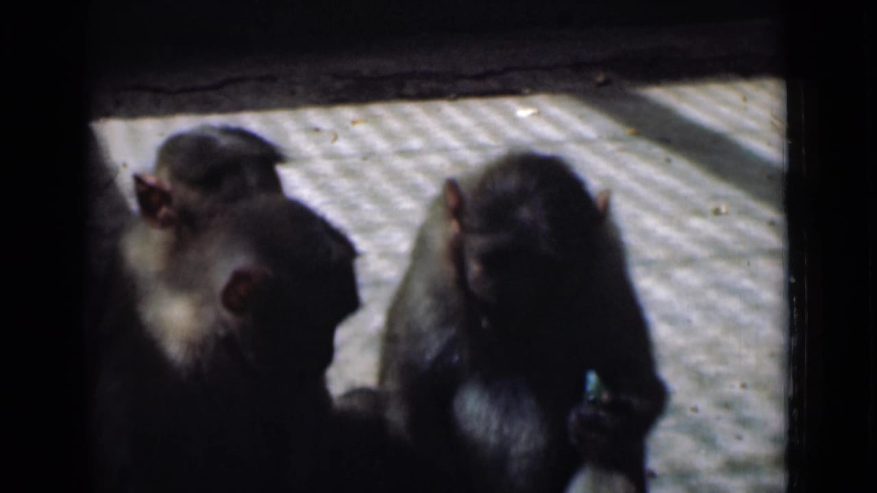 Two monkeys on patterned tiles, one facing left and one facing forward in shadow.
