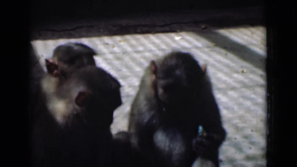 Two monkeys appear on a bright tiled floor in the Calcutta 1946 footage, with strong contrast and soft 8mm detail.