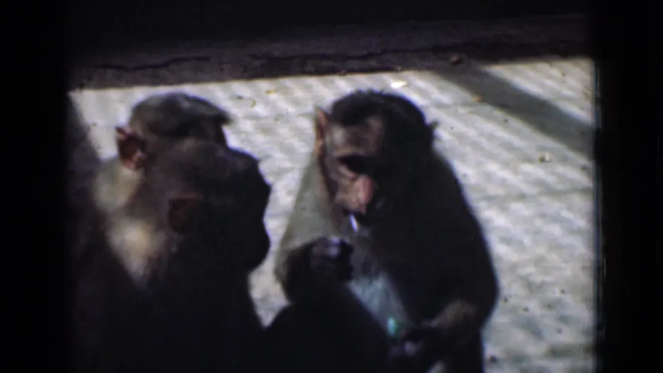 A monkey appears to handle or eat a small object while another sits beside it in this 1946 Calcutta 8mm frame.
