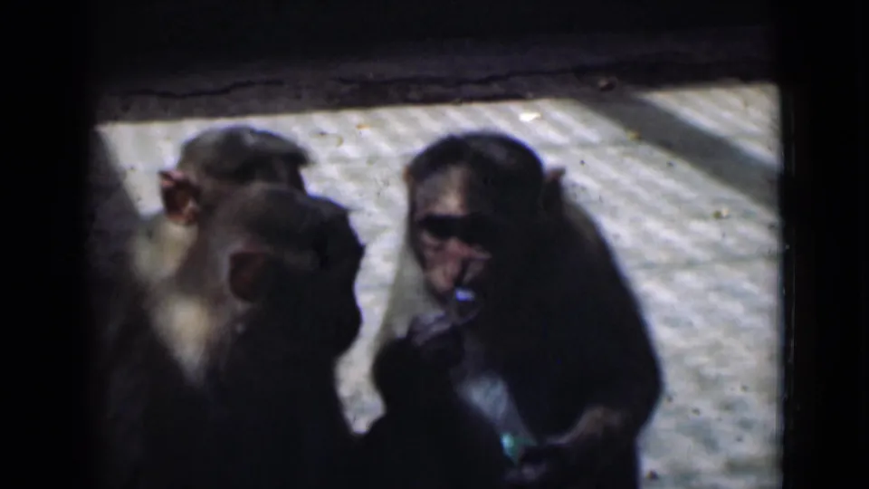 The final frame shows two monkeys on sunlit tiles in Calcutta, with one appearing to chew or inspect a small item.