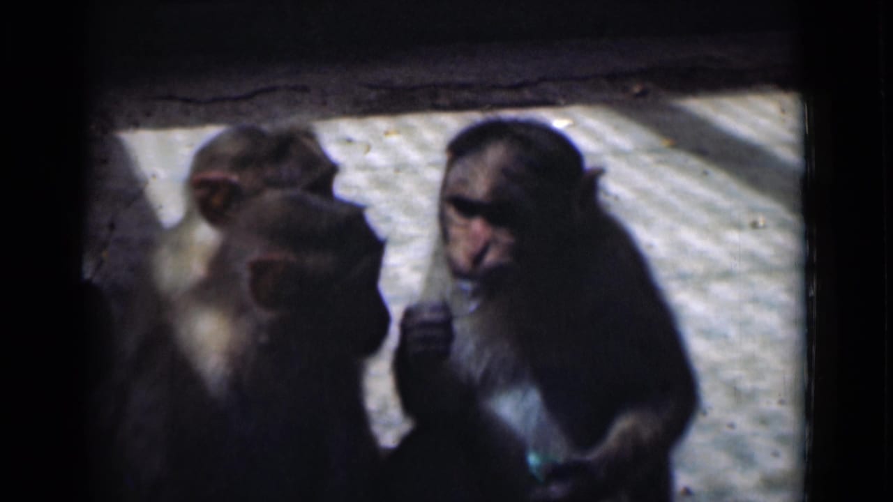 Three monkeys in a shaded enclosure, seen in soft 1946 8mm footage from Calcutta, India.