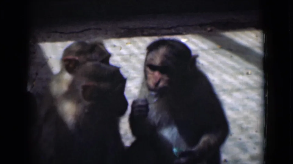 Three monkeys in a shaded enclosure, seen in soft 1946 8mm footage from Calcutta, India.