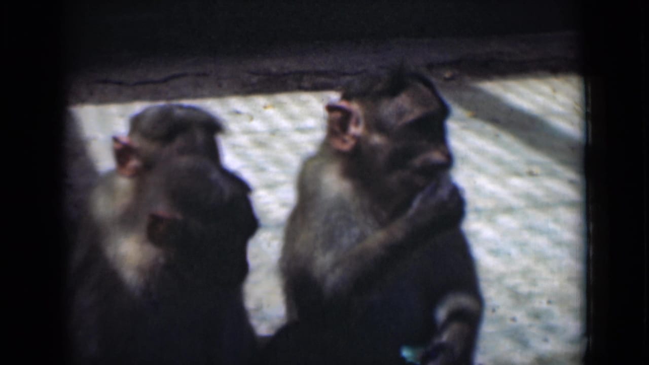 Three monkeys sit in profile, with one raising a hand near its mouth.