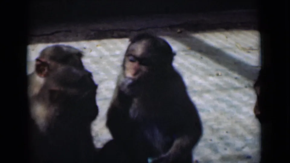 Close 8mm view of monkeys in a shaded enclosure, with soft focus and faded color.