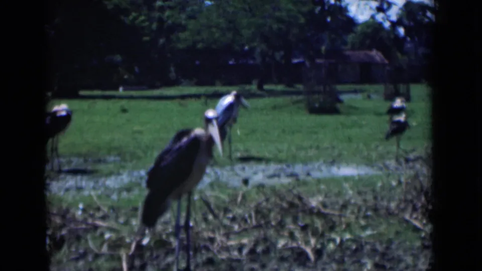 Large stork-like birds stand in grass in a Calcutta setting recorded on 1946 8mm film.