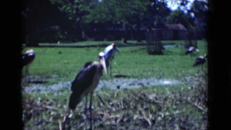 1946 Calcutta home-movie frame showing large stork-like birds in a green zoo or wildlife enclosure with fencing and trees behind them.