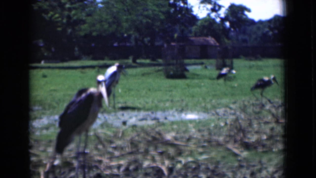 A large bird stands near the foreground while other birds appear across the lawn.