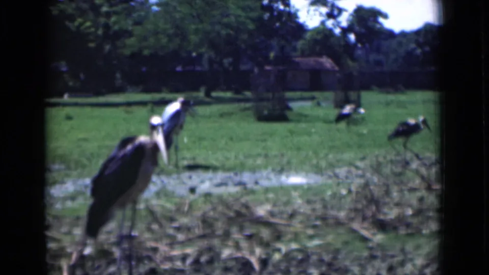 1946 Calcutta frame with a tall stork-like bird in the foreground and several similar birds spread across a grassy enclosure.