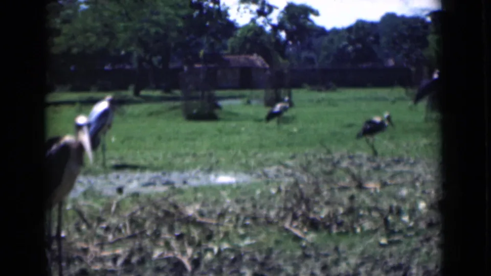 1946 Calcutta home-movie still showing multiple large birds across a grassy zoo enclosure, with brush, trees, and a small shelter visible.