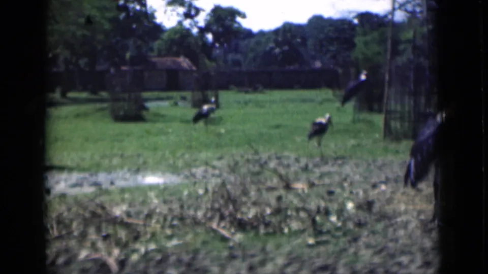 1946 Calcutta frame showing wading birds dispersed through a grassy zoo or sanctuary enclosure with fence posts, trees, and brush.