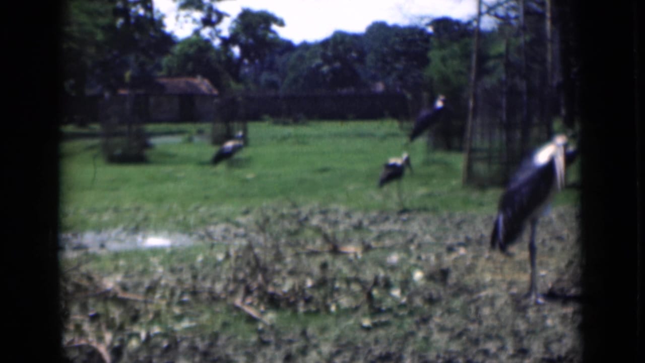 1946 Calcutta zoo footage appears to show large stork-like birds standing and foraging in a grassy enclosure with trees and fencing.