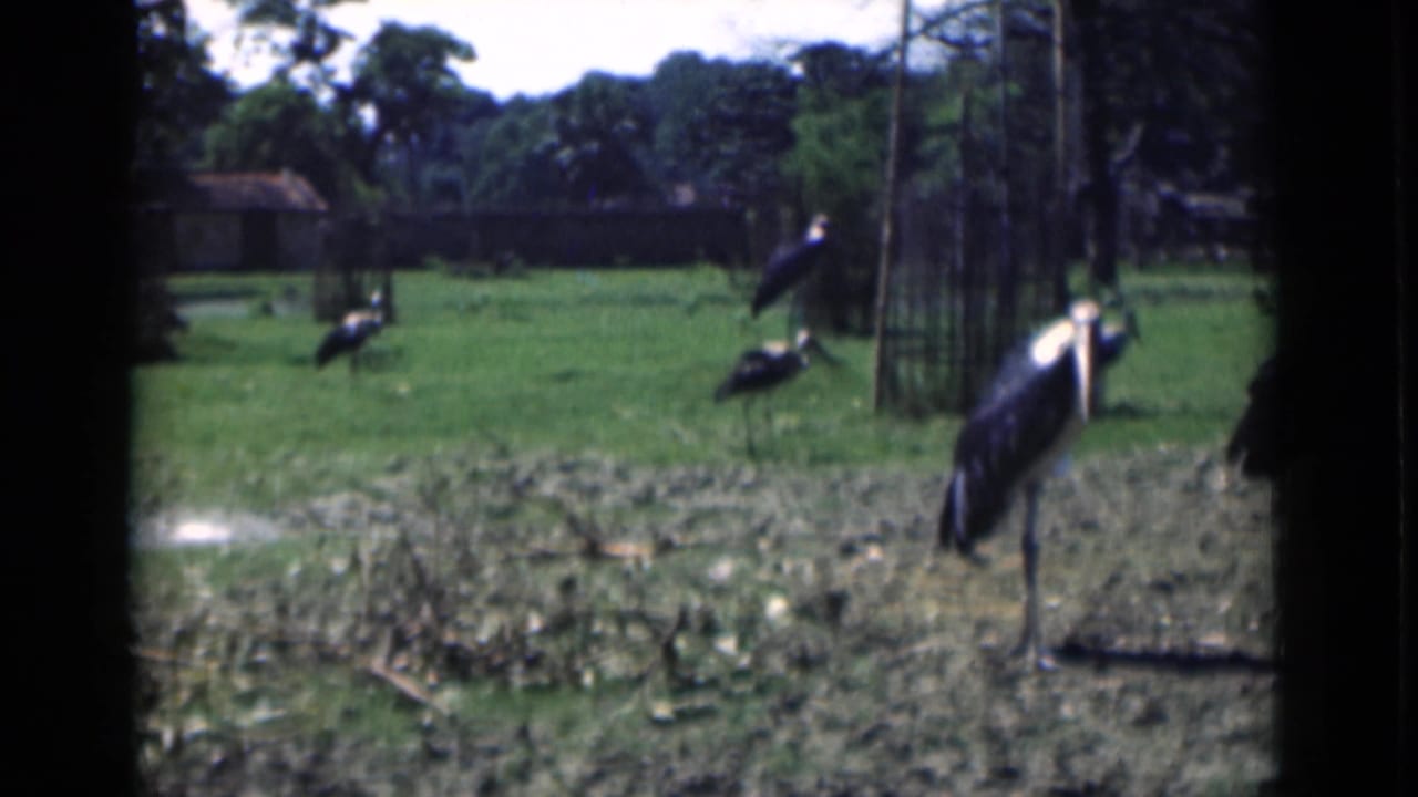 Stork-like birds spread across a grassy enclosure, with one bird prominent near the right edge.