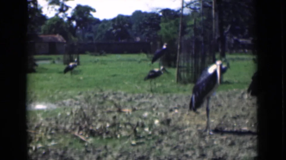 In the Calcutta zoo scene, several stork-like birds appear across the grass while a larger bird stands near the right side of the frame.