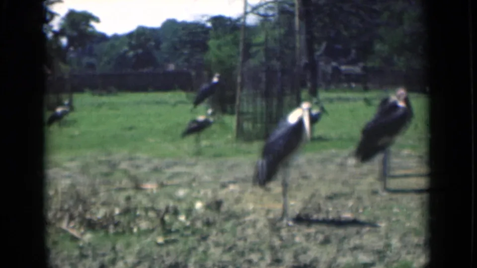 The 1946 Calcutta zoo footage shows multiple stork-like birds near vertical enclosure poles, with grass and trees in the background.