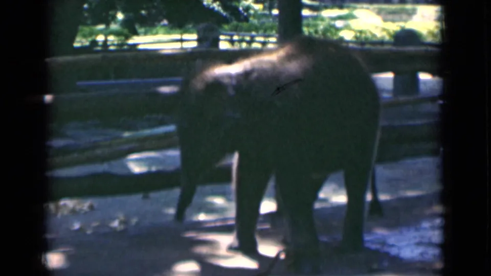 A young elephant appears in a shaded Calcutta zoo enclosure, walking near a low wooden fence with bright daylight beyond.