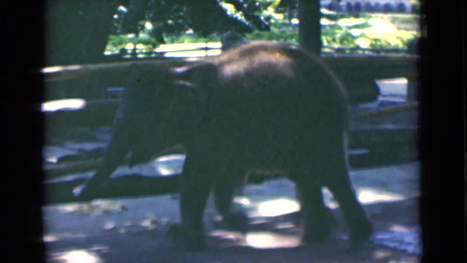 Young elephant in a Calcutta zoo enclosure in 1946, moving through shade and bright patches on concrete ground.