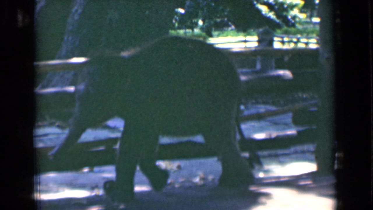 Young elephant seen in silhouette near railings in a zoo enclosure.